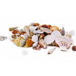 Assorted Mixed Beach Seashells - 1 lb (Approx. 45-60 pcs)