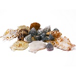 Assorted Mixed Beach Seashells - 1 lb (Approx. 18-21 pcs)