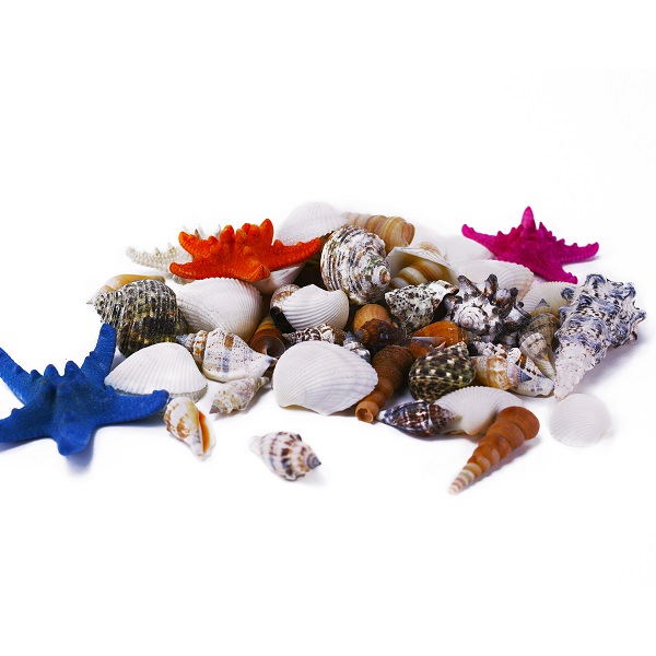 Assorted Mixed Beach Seashells - 1 lb (Approx. 45-60 pcs)