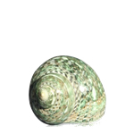 Vase filler. Turbo Argyrostomus D: 1"- 3" (Green Stripe)