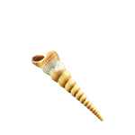 Vase filler. Terebra Turitella/Cone Shell. D: 2"- 4" (Brown/Cream/Tan)