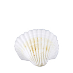 Vase filler. Arca Ovalis/White Cup Clam Shell. D: 1"- 2" (White)